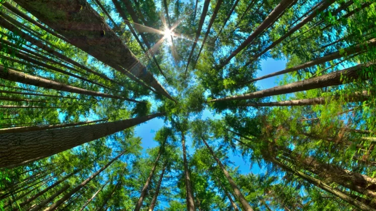 Лучшие линзы "рыбий глаз": смотрите на картину в целом фото