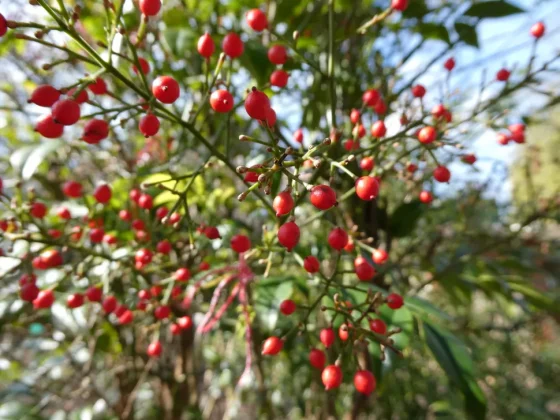 Обзор Lumix ZS99 / TZ99: эта камера заставит вас отказаться от смартфона фото