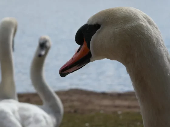 Обзор Lumix ZS99 / TZ99: эта камера заставит вас отказаться от смартфона фото