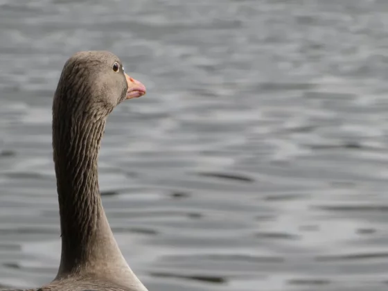 Обзор Lumix ZS99 / TZ99: эта камера заставит вас отказаться от смартфона фото