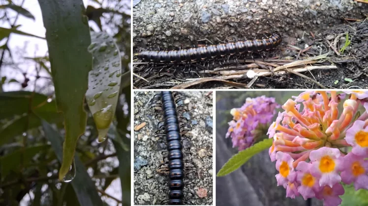 Galaxy A56 так хорош, что я готов выбросить свой iPhone фото