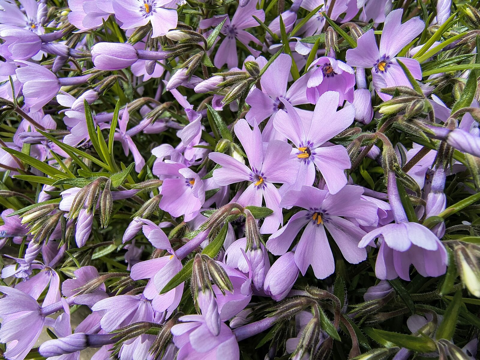 Motorola Edge 60 Fusion