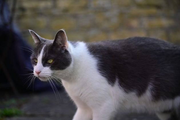 Обзор Nikon Z5 II: отличная беззеркальная камера по выгодной цене фото