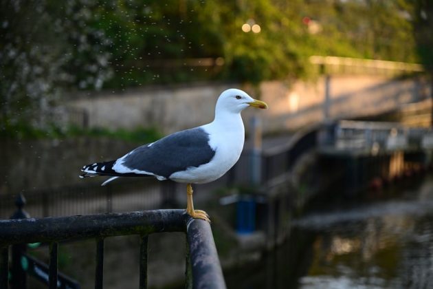 Обзор Nikon Z5 II: отличная беззеркальная камера по выгодной цене фото