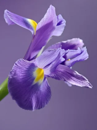 Обзор Oppo Find X8 Ultra: новый король мобильной фотографии фото