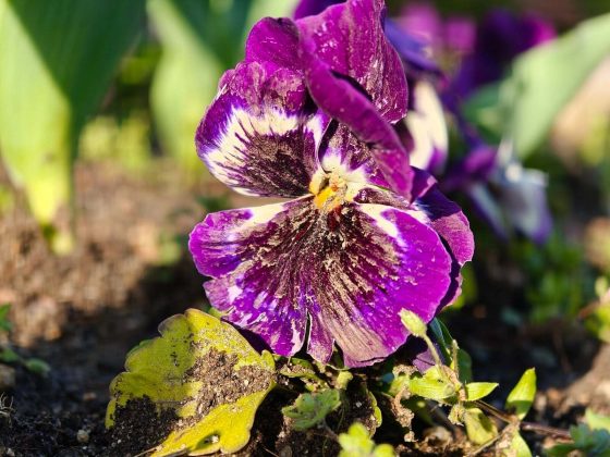 Обзор Oppo Find X8 Ultra: почти идеальный телефон фото