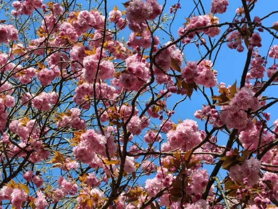 Обзор Oppo Reno 13 Pro: одна деталь мешает ему обойти Pixel 9a фото