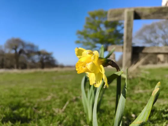 Обзор Oppo Reno 13 Pro: одна деталь мешает ему обойти Pixel 9a фото