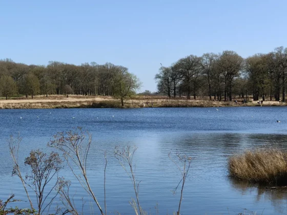 Обзор Oppo Reno 13 Pro: одна деталь мешает ему обойти Pixel 9a фото