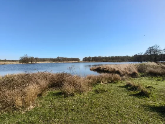 Обзор Oppo Reno 13 Pro: одна деталь мешает ему обойти Pixel 9a фото