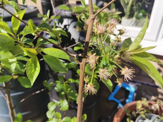 Обзор Oukitel WP200 Pro: телефон и смарт-часы в одном флаконе фото