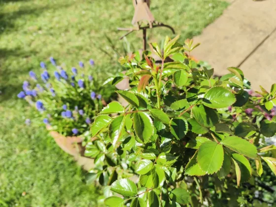 Обзор Oukitel WP200 Pro: телефон и смарт-часы в одном флаконе фото