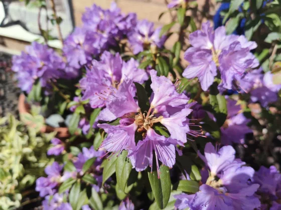 Обзор Oukitel WP200 Pro: телефон и смарт-часы в одном флаконе фото