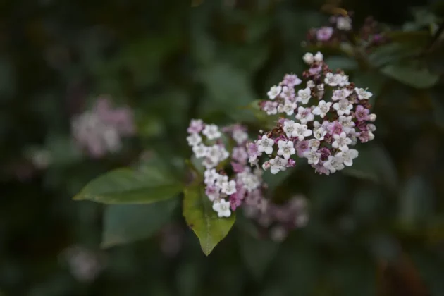 Обзор Sigma BF: он такой потрясающий, что мне плевать на недостатки фото