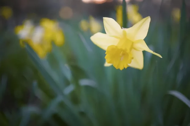 Обзор Sigma BF: он такой потрясающий, что мне плевать на недостатки фото