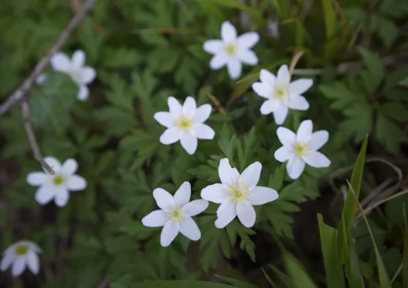 Обзор Sigma BF: он такой потрясающий, что мне плевать на недостатки фото