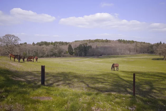 Обзор Sigma BF: он такой потрясающий, что мне плевать на недостатки фото