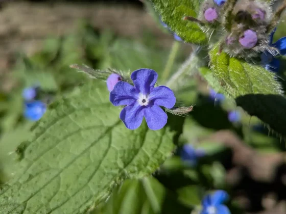 Обзор Pixel 9a: мастерский игрок среднего звена фото