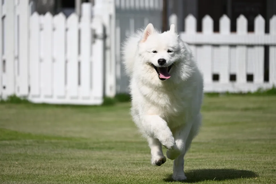 Nikon Z50 II против Nikon Z50-3