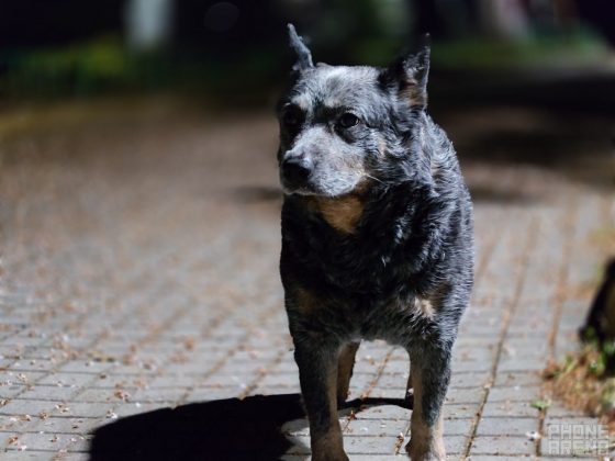 Sony Xperia 1 VII-33