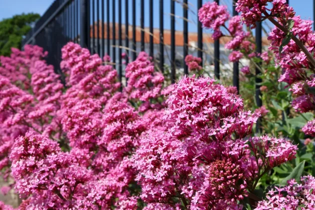 Canon EOS R50 V: лучшая беззеркальная камера для новичков фото