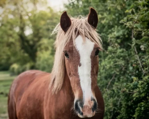Обзор Honor 400 Pro: мастер на все руки фото