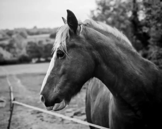 Обзор Honor 400 Pro: мастер на все руки фото