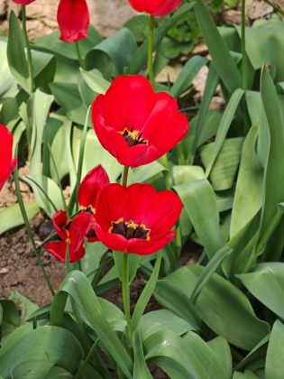 Oppo Find X8 Ultra-8