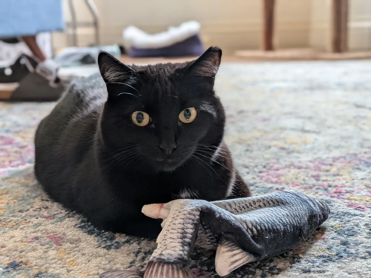 камера iPhone 16E против Pixel 9A