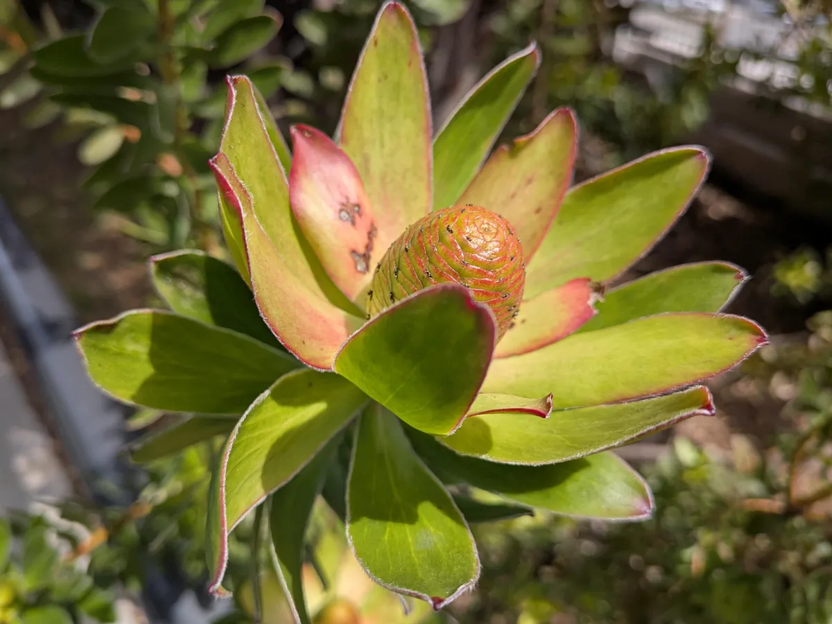 камера iPhone 16E против Pixel 9A