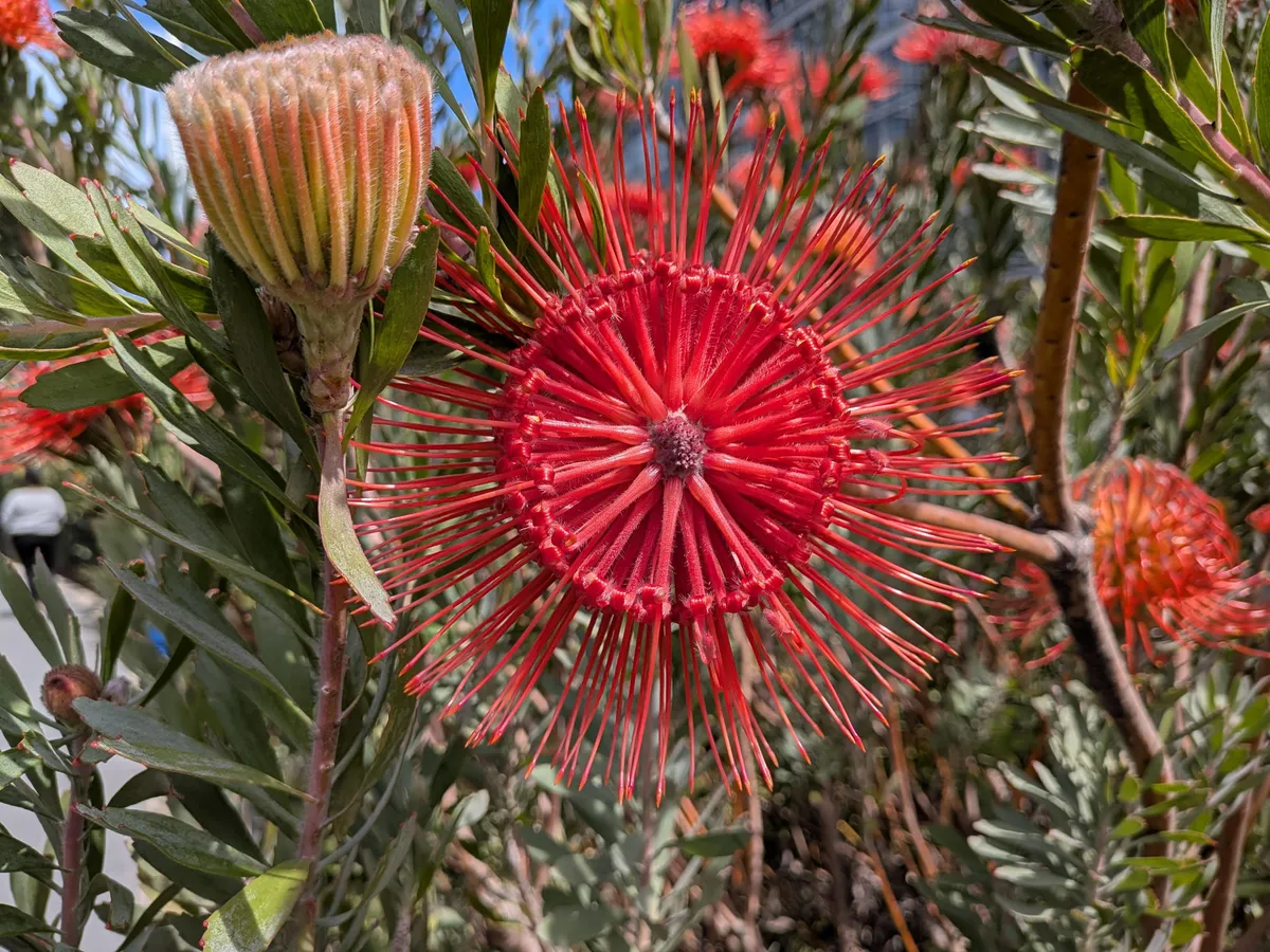 камера iPhone 16E против Pixel 9A