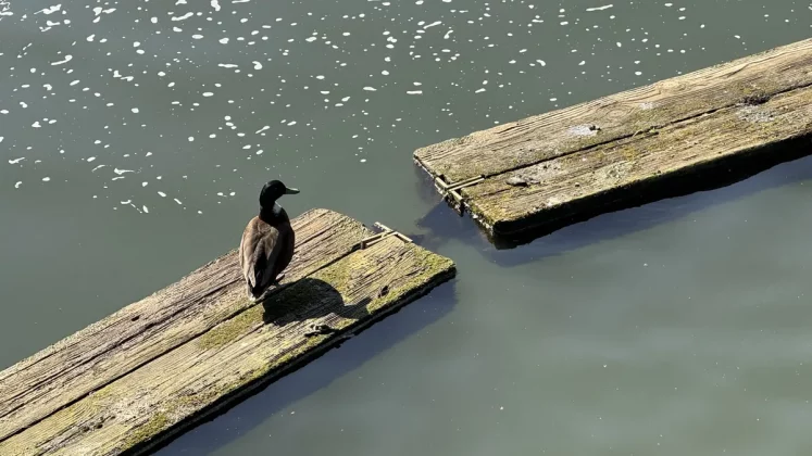 iPhone для фото