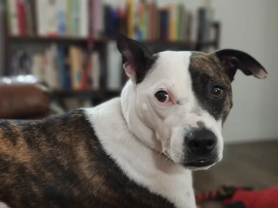 Обзор Motorola Razr Ultra 2025: доведенный до совершенства фото