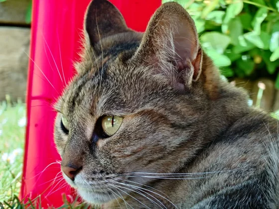 Обзор Sony Xperia 1 VII: телефон, от которого я не мог оторваться фото