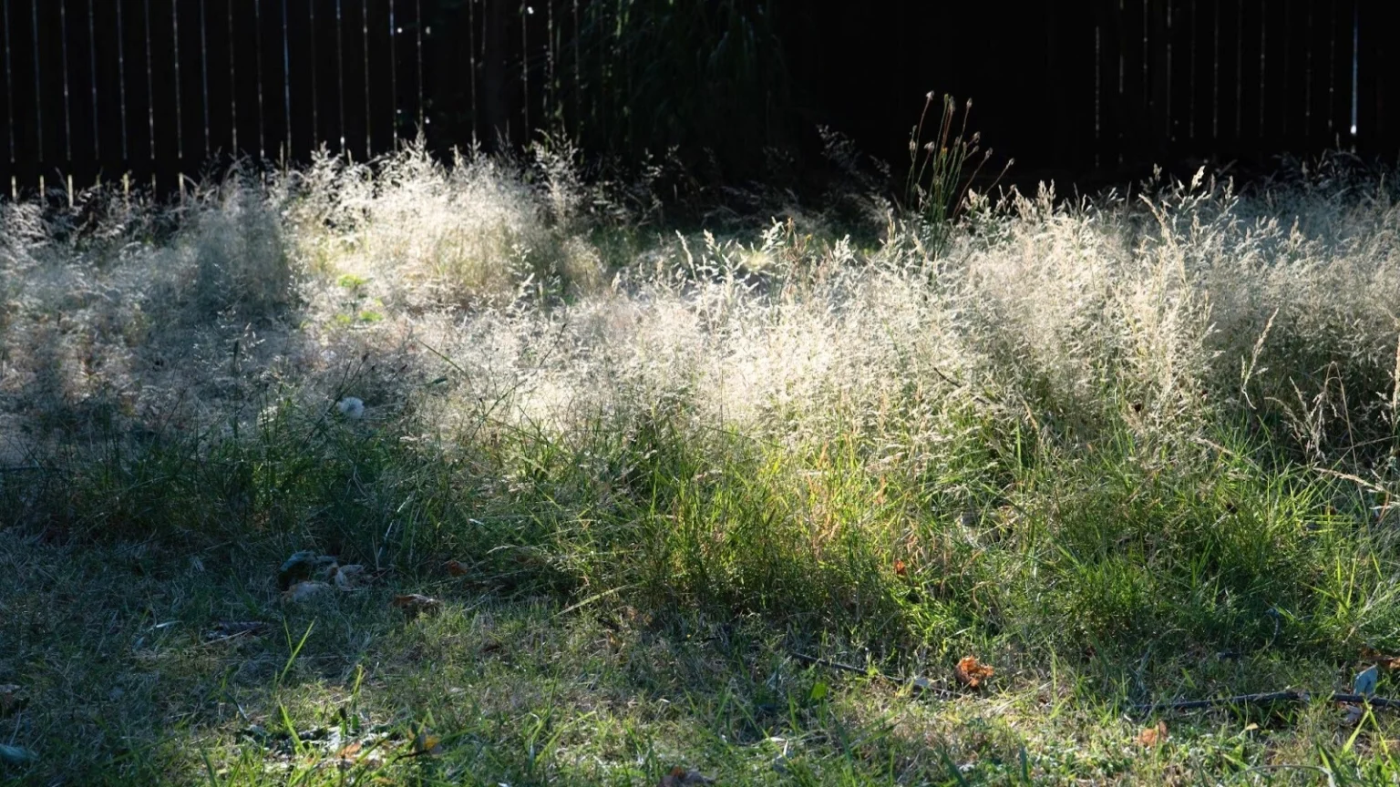 Сделайте Луг