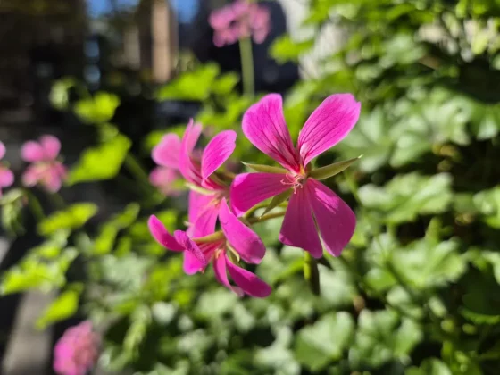 Лучшие телефоны Samsung-6