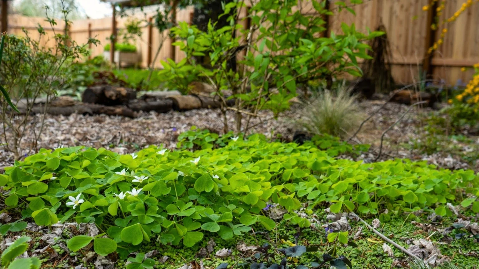 Сажайте больше растений