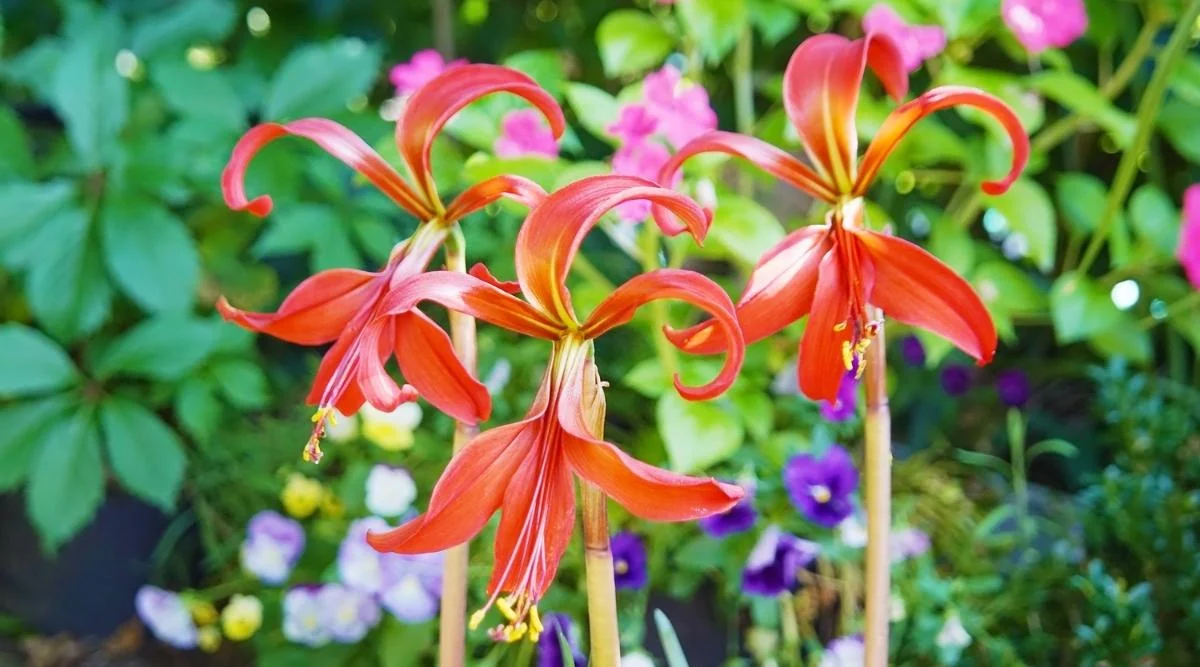 Ацтекская лилия