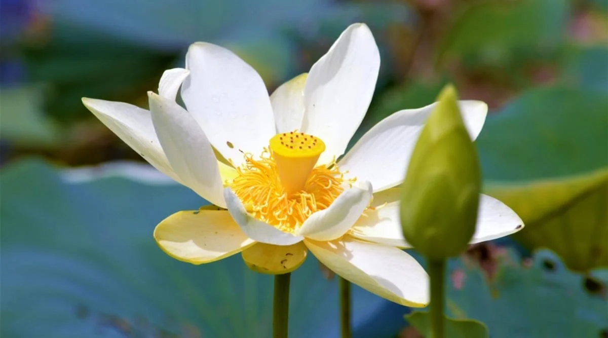 Американский лотос