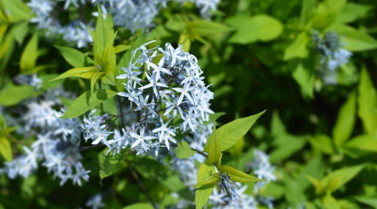 Амсония табернемонтана