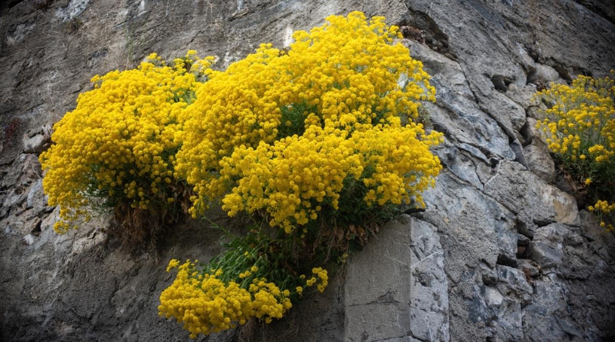 Ауриния скальная