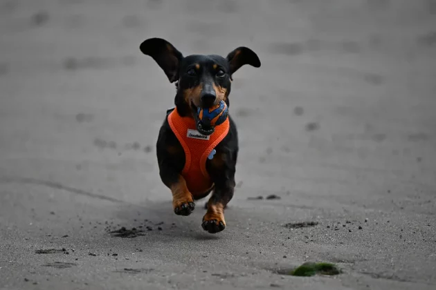 беззеркальные камеры