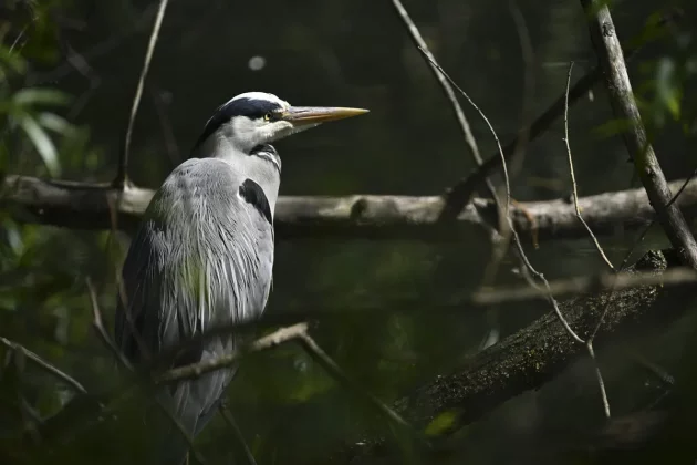 беззеркальные камеры