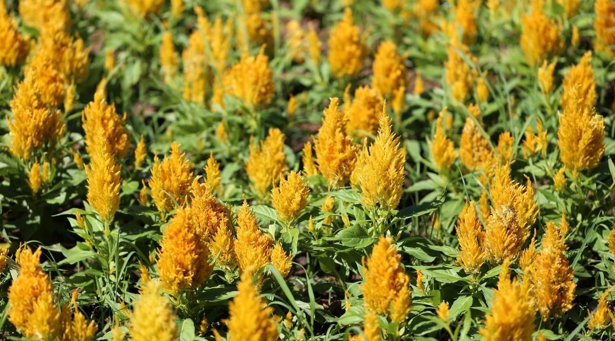 Целозия перистая