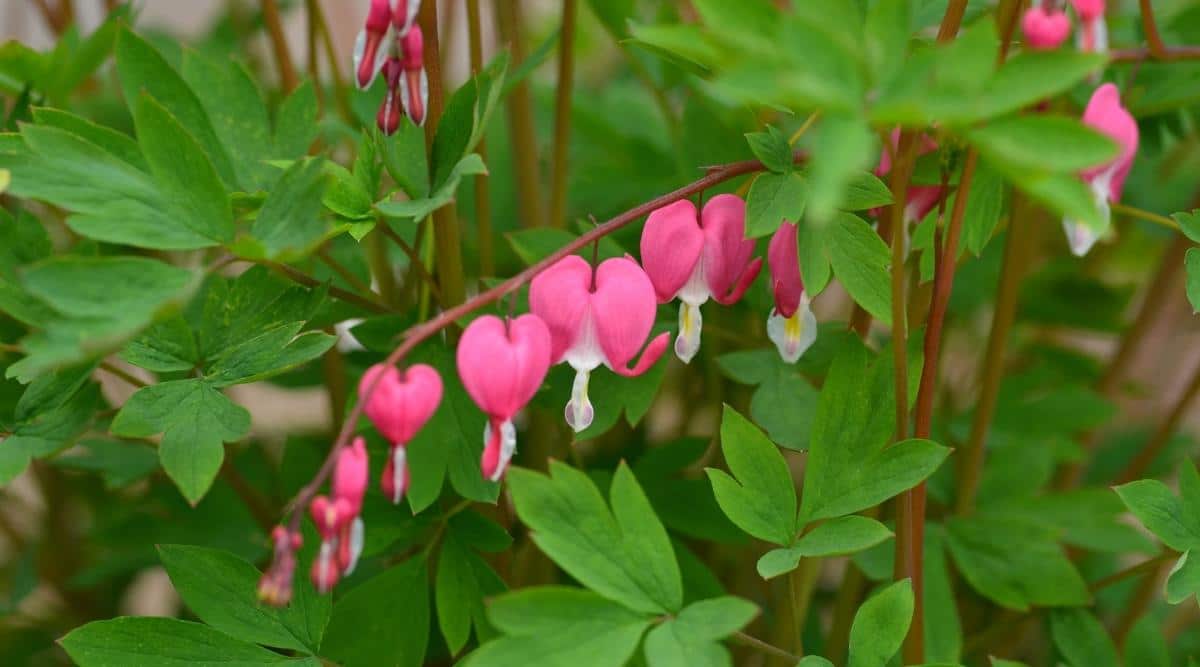 Дицентра великолепная