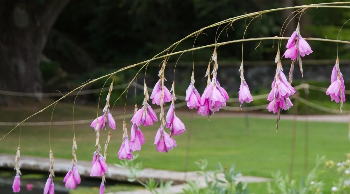 Диерама прекраснейшая