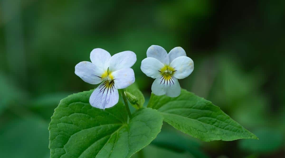 Фиалка канадская