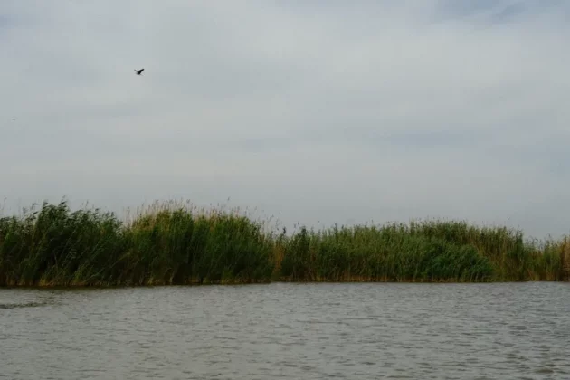 Обзор Fujifilm X-E5: идеальная альтернатива X100VI фото