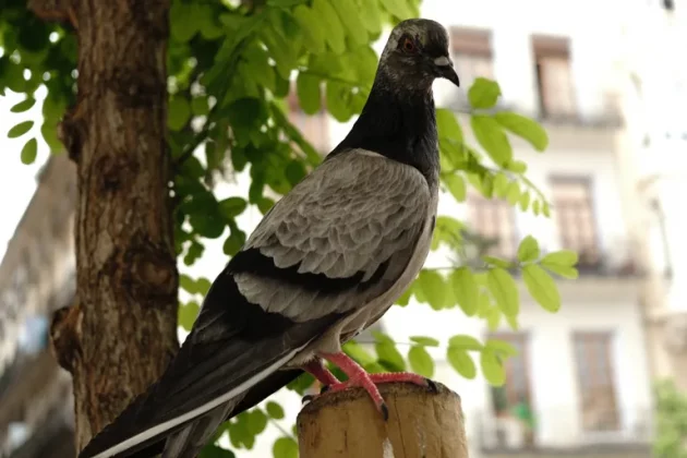 Обзор Fujifilm X-E5: идеальная альтернатива X100VI фото