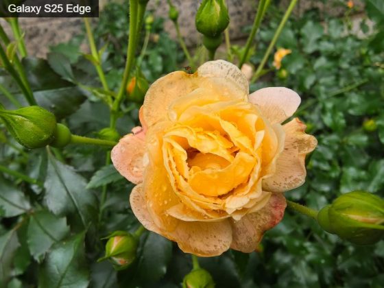 Обзор Galaxy S25 Edge: ультрасовременный флагман без сюрпризов фото